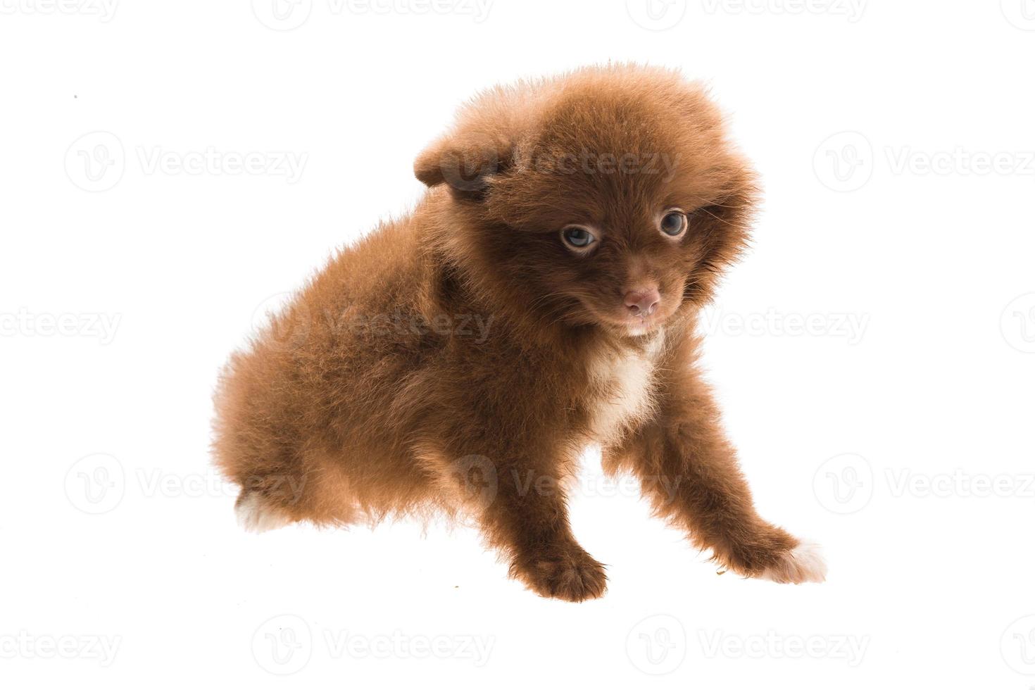 cucciolo di spitz di Pomerania su sfondo bianco foto
