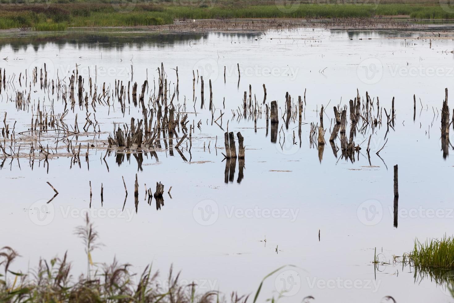 un lago con piante diverse foto