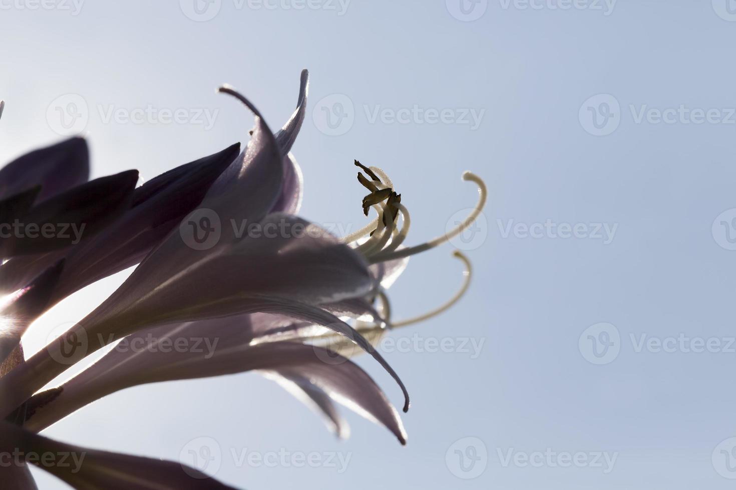 fiori viola nella stagione primaverile foto