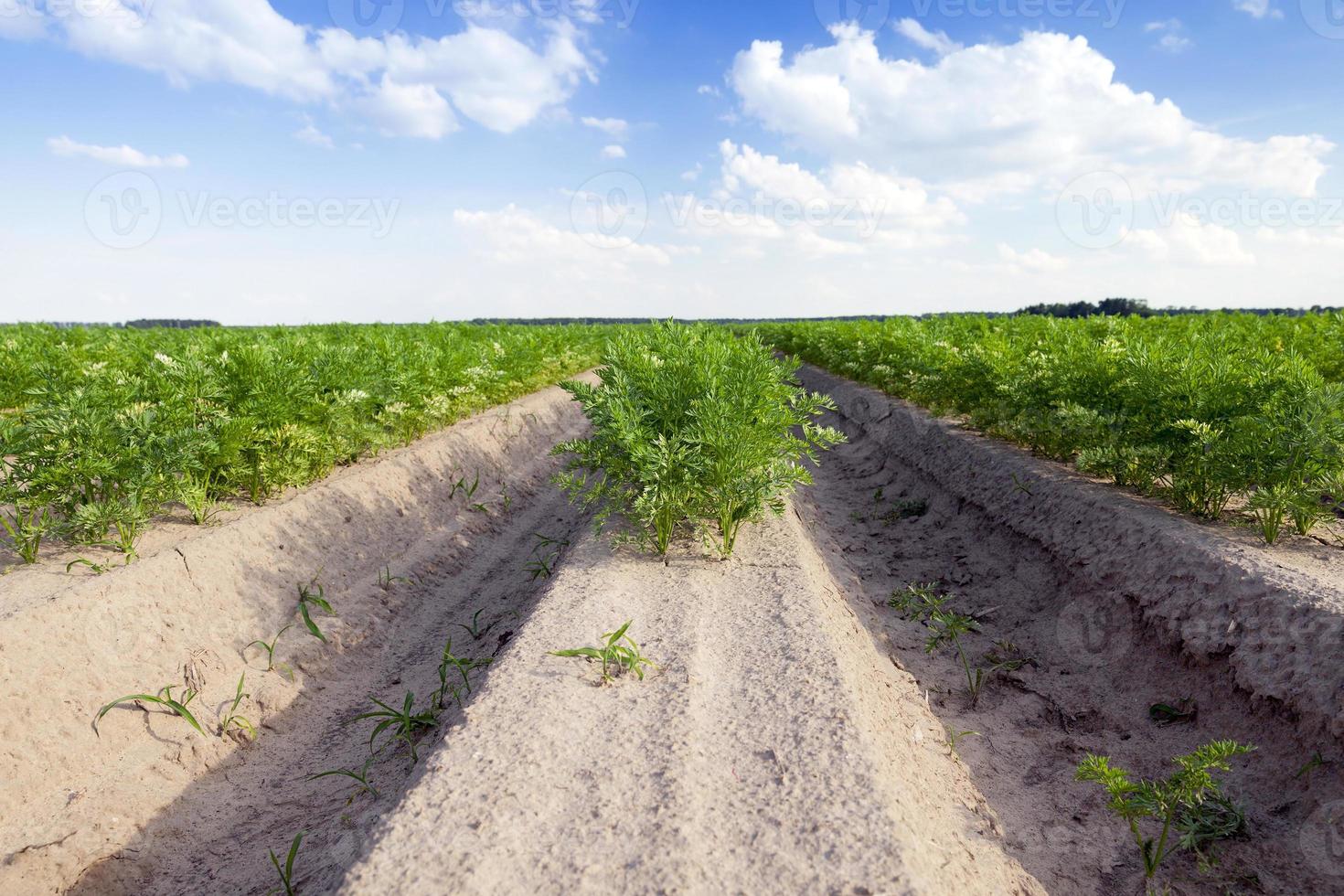 campo con la carota foto