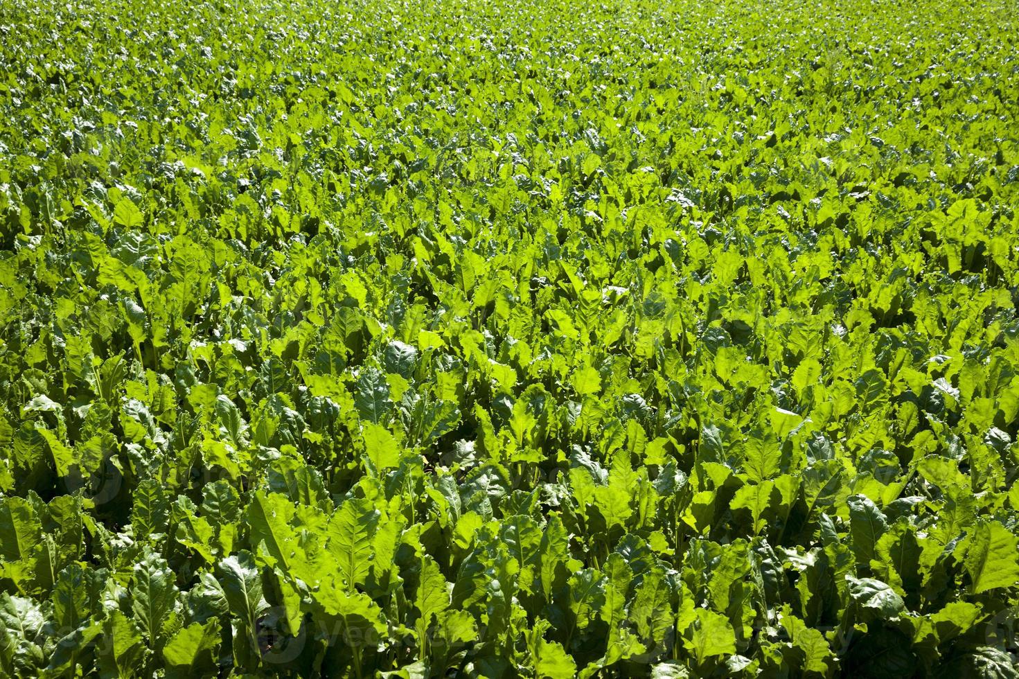 barbabietola verde per la produzione di zucchero in campo agricolo foto