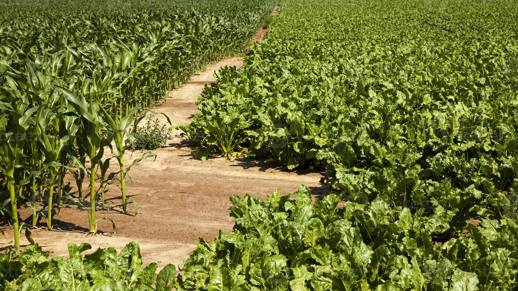 barbabietola verde per la produzione di zucchero in campo agricolo foto