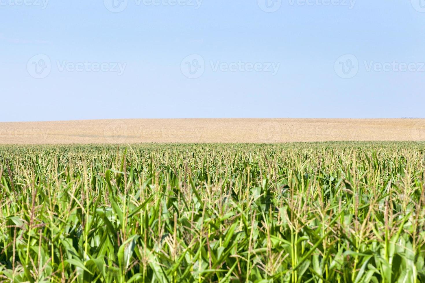 campo di grano e cielo foto
