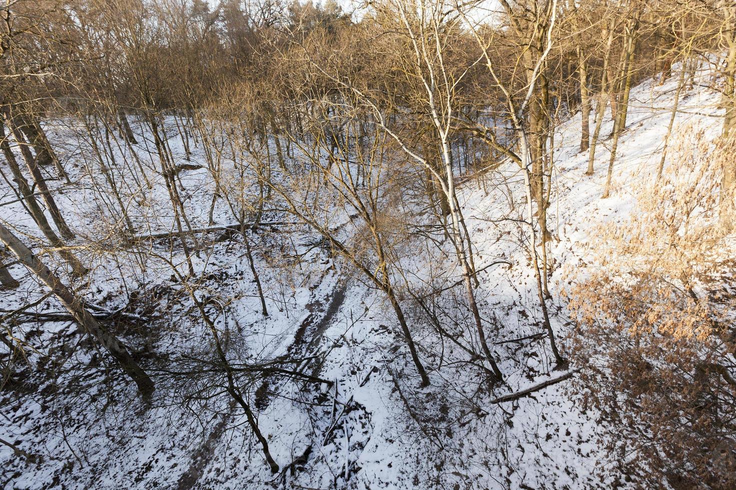 alberi spogli che crescono in un burrone nella foresta invernale foto