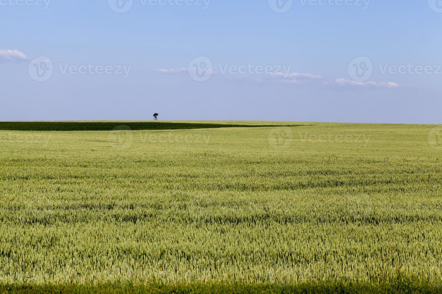 un campo agricolo dove si coltiva il grano foto