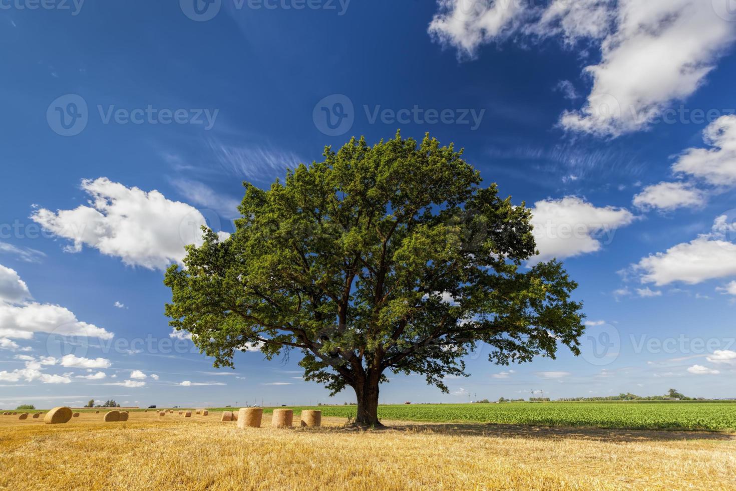 una quercia con fogliame verde in un campo agricolo foto