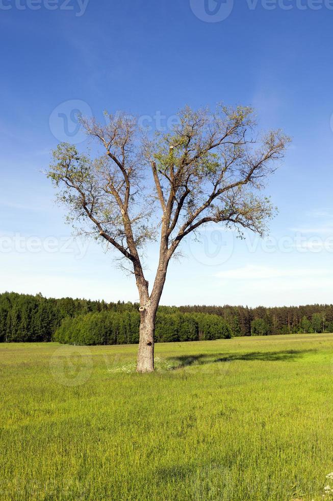 campo in erba e albero foto