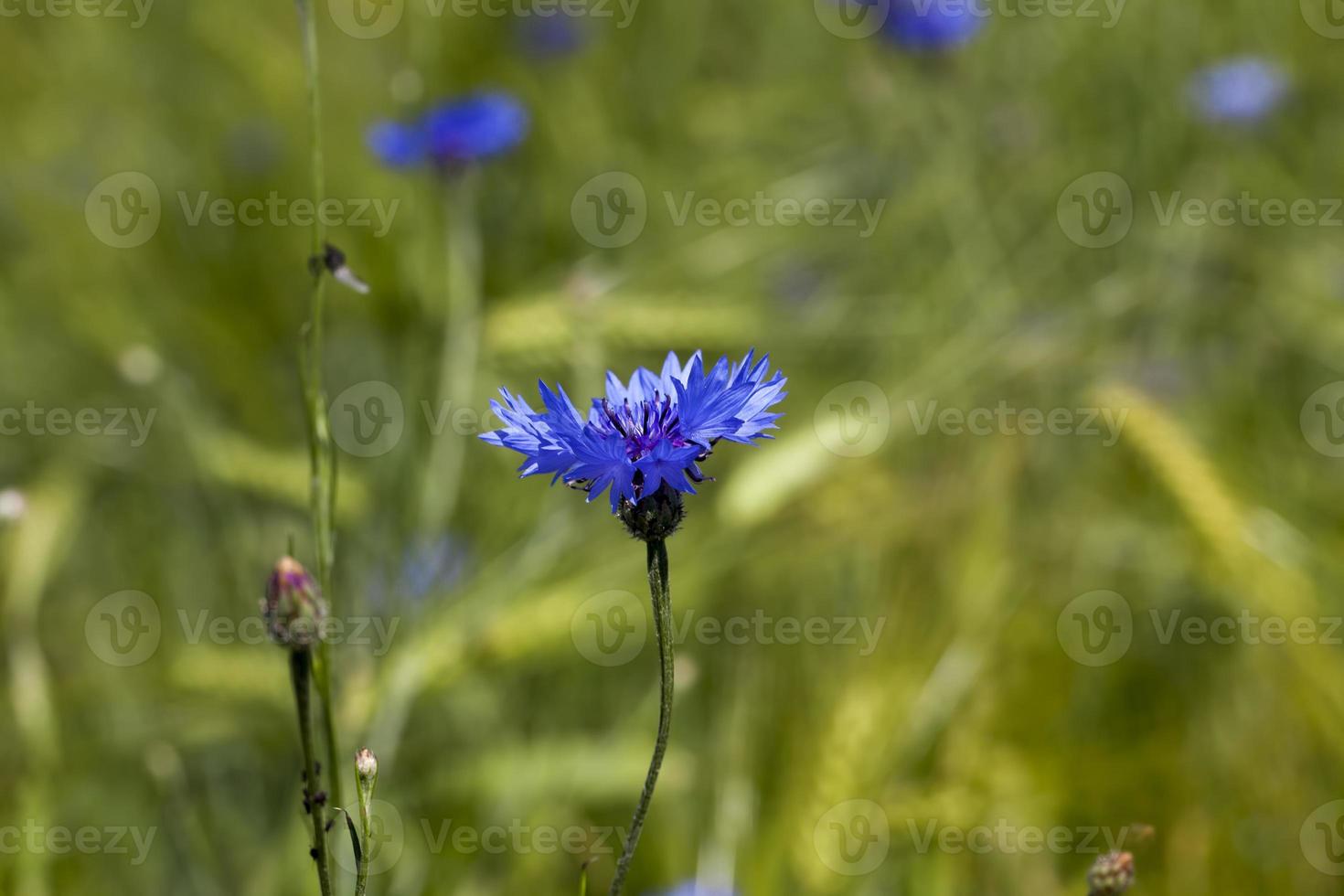 fiordalisi blu in estate foto