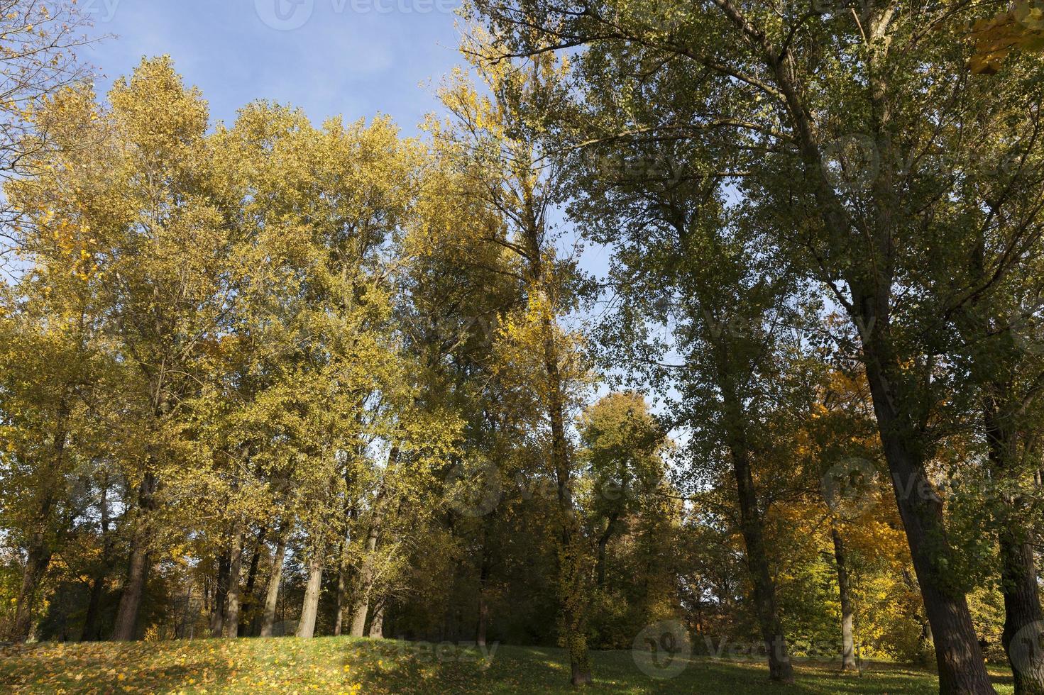 fogliame d'acero in autunno la caduta delle foglie foto