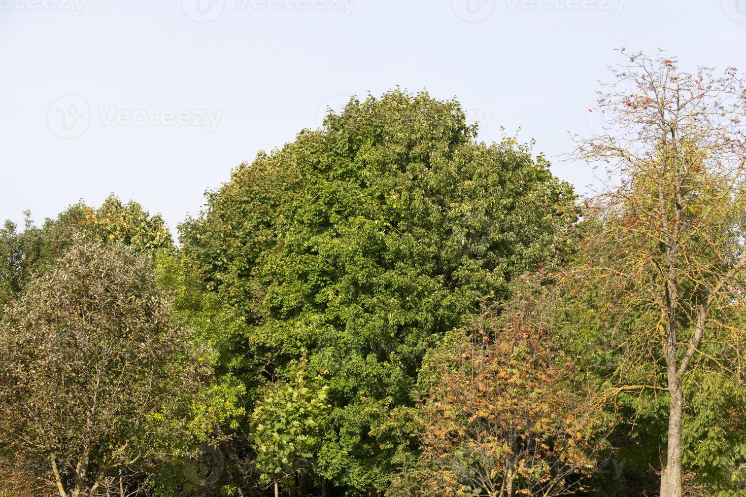 foresta mista, primo piano foto