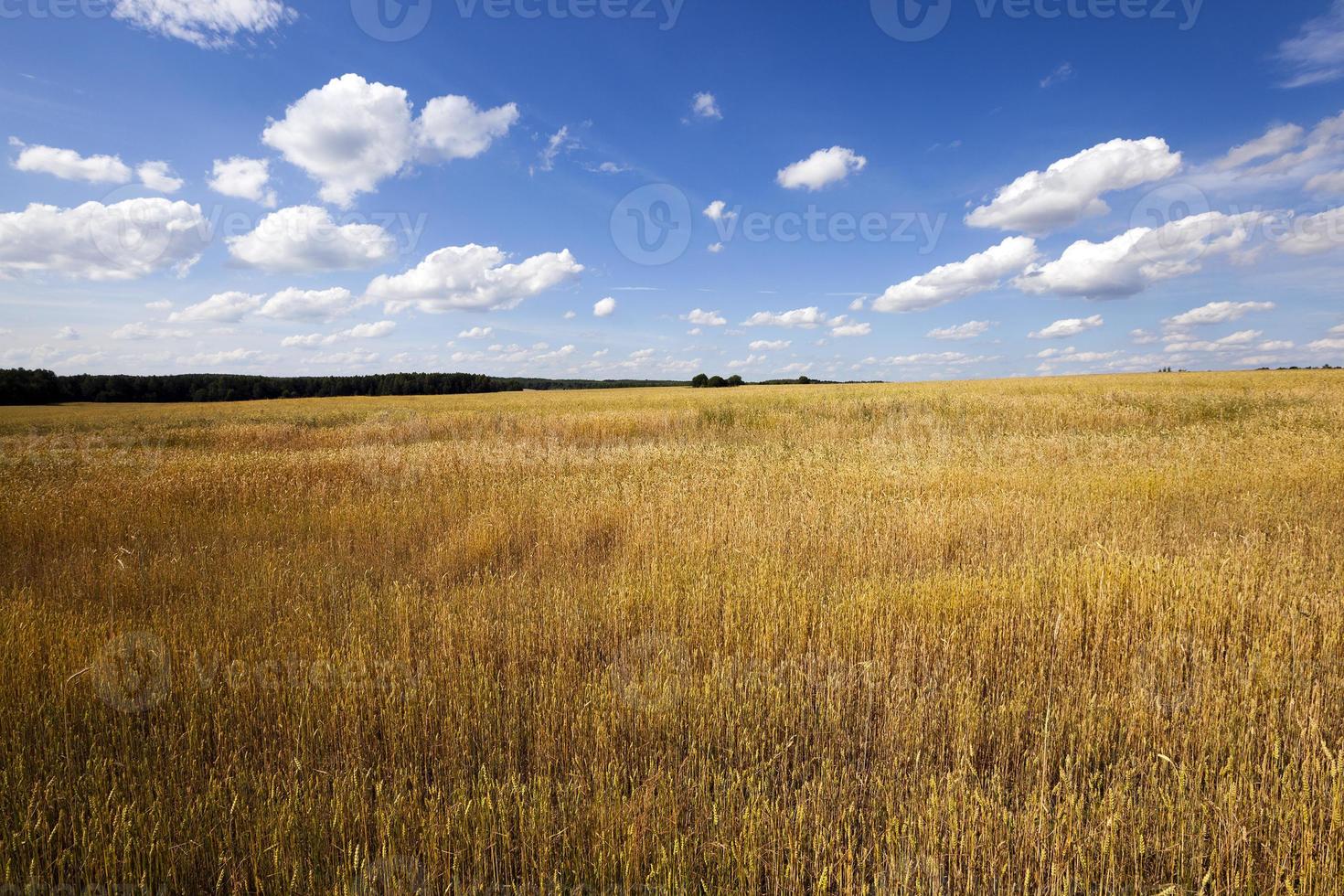 cereali acerbi da vicino foto