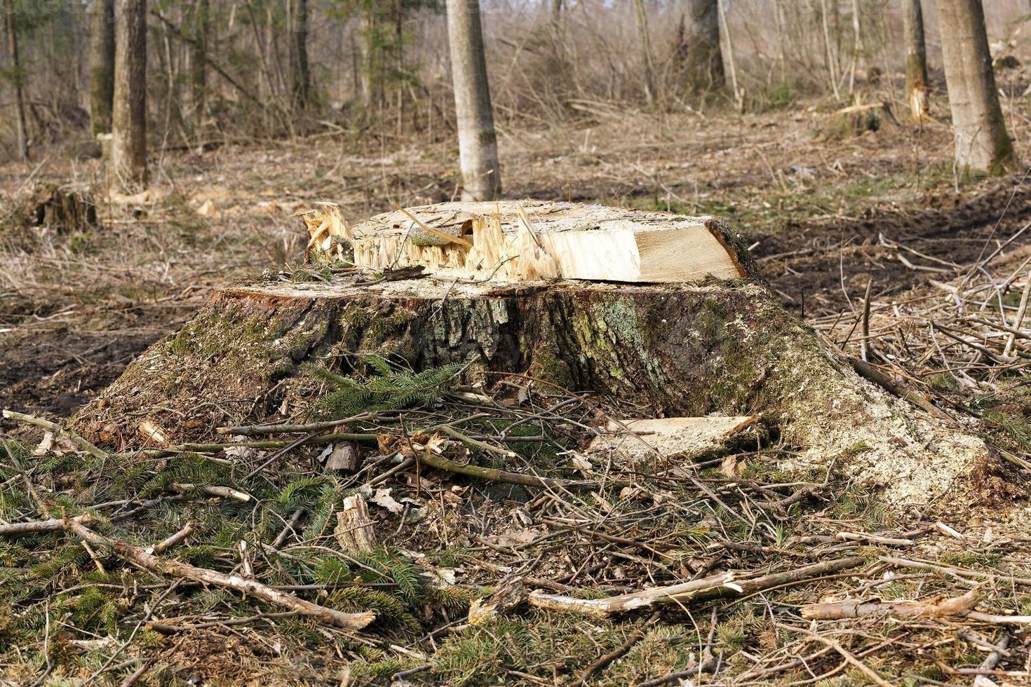 abbattere alberi per la raccolta del legname foto