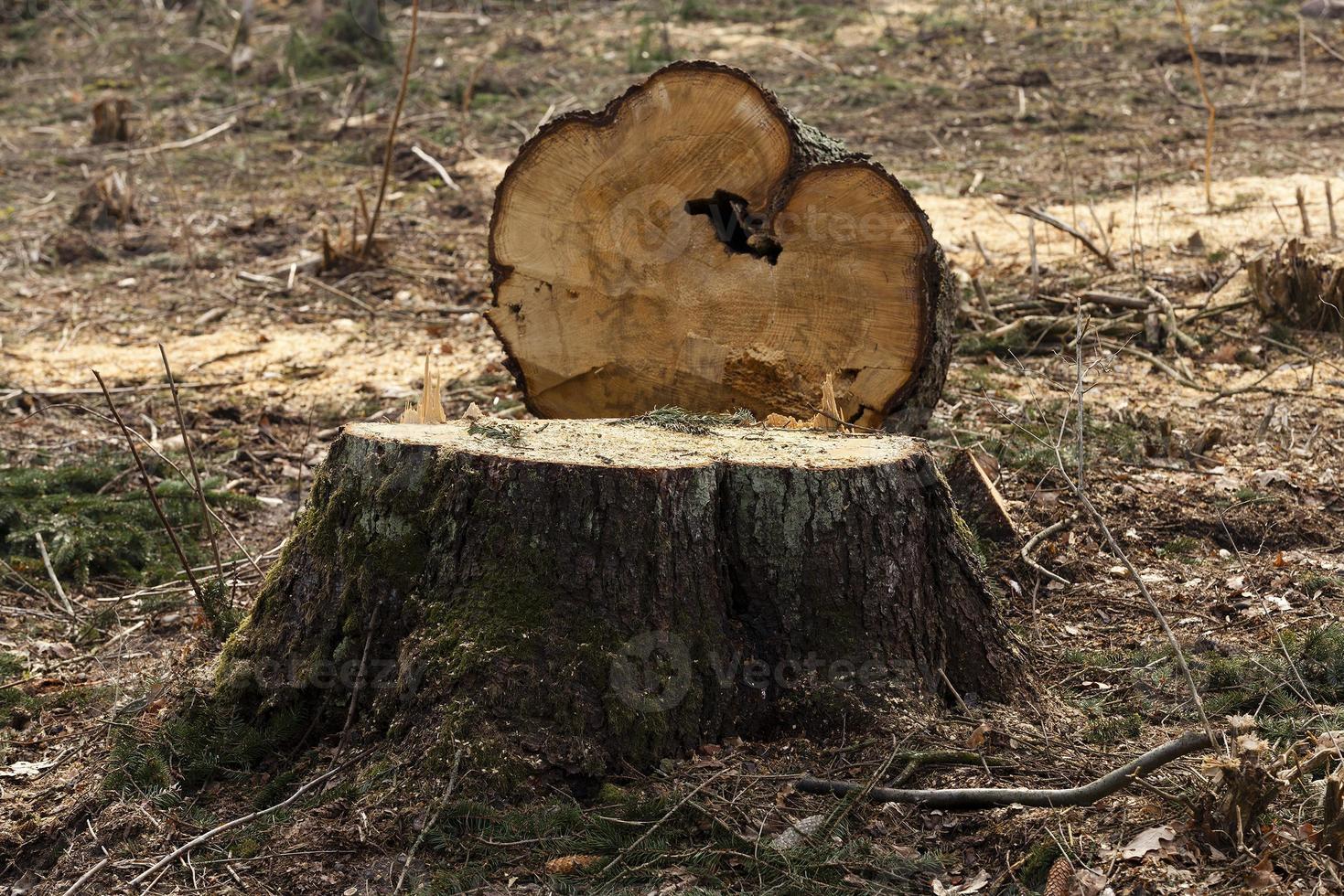 abbattere alberi per la raccolta del legname foto