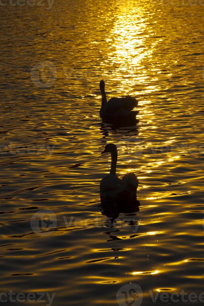 primavera sul lago con la famiglia dei cigni foto