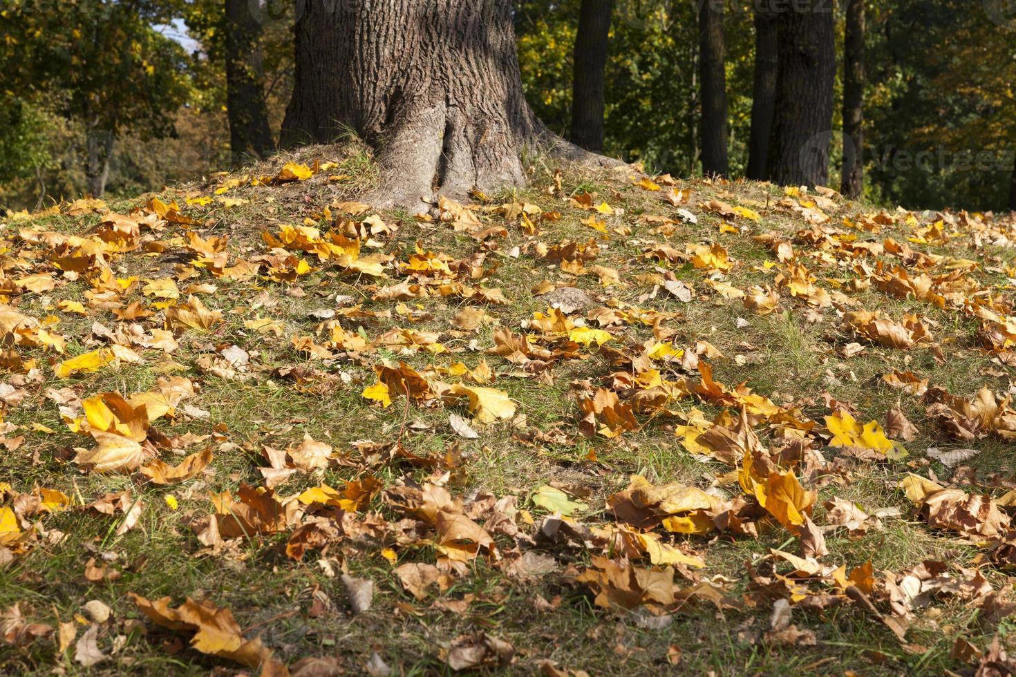 fogliame d'acero nella stagione autunnale durante la caduta delle foglie foto