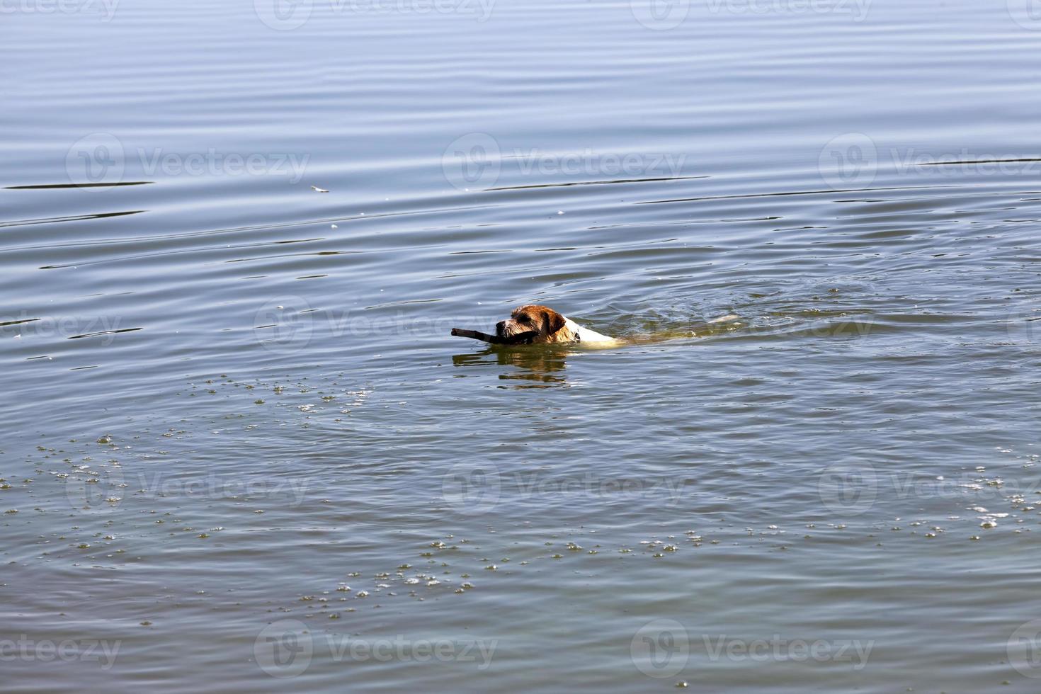 un cane che nuota nell'acqua foto