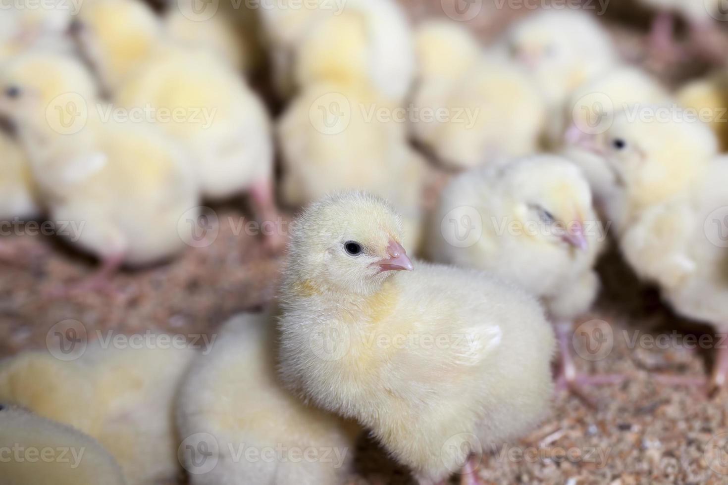 pulcini di pollo bianchi geneticamente migliorati in un allevamento di pollame foto