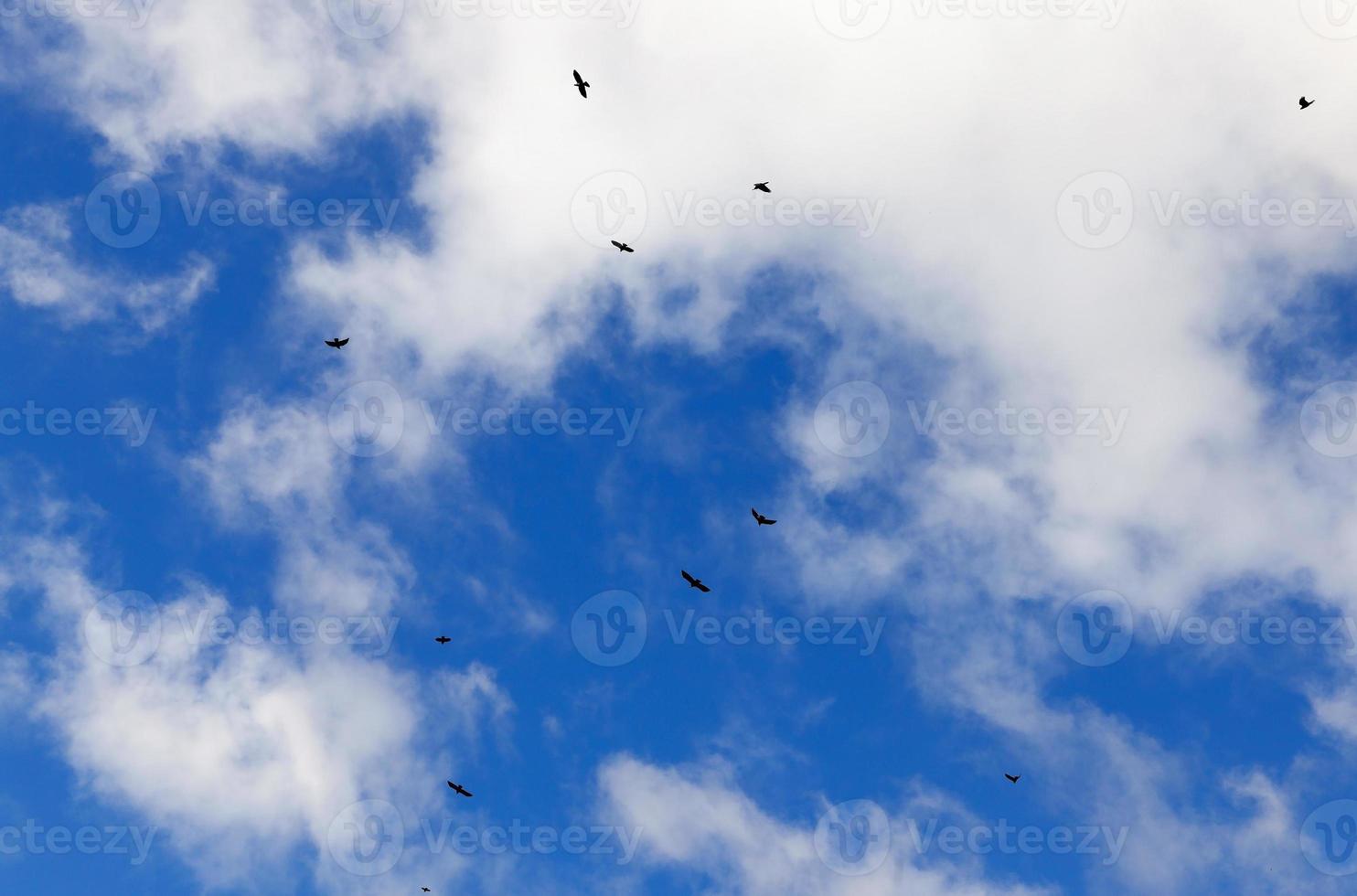 uccelli che volano nel cielo foto