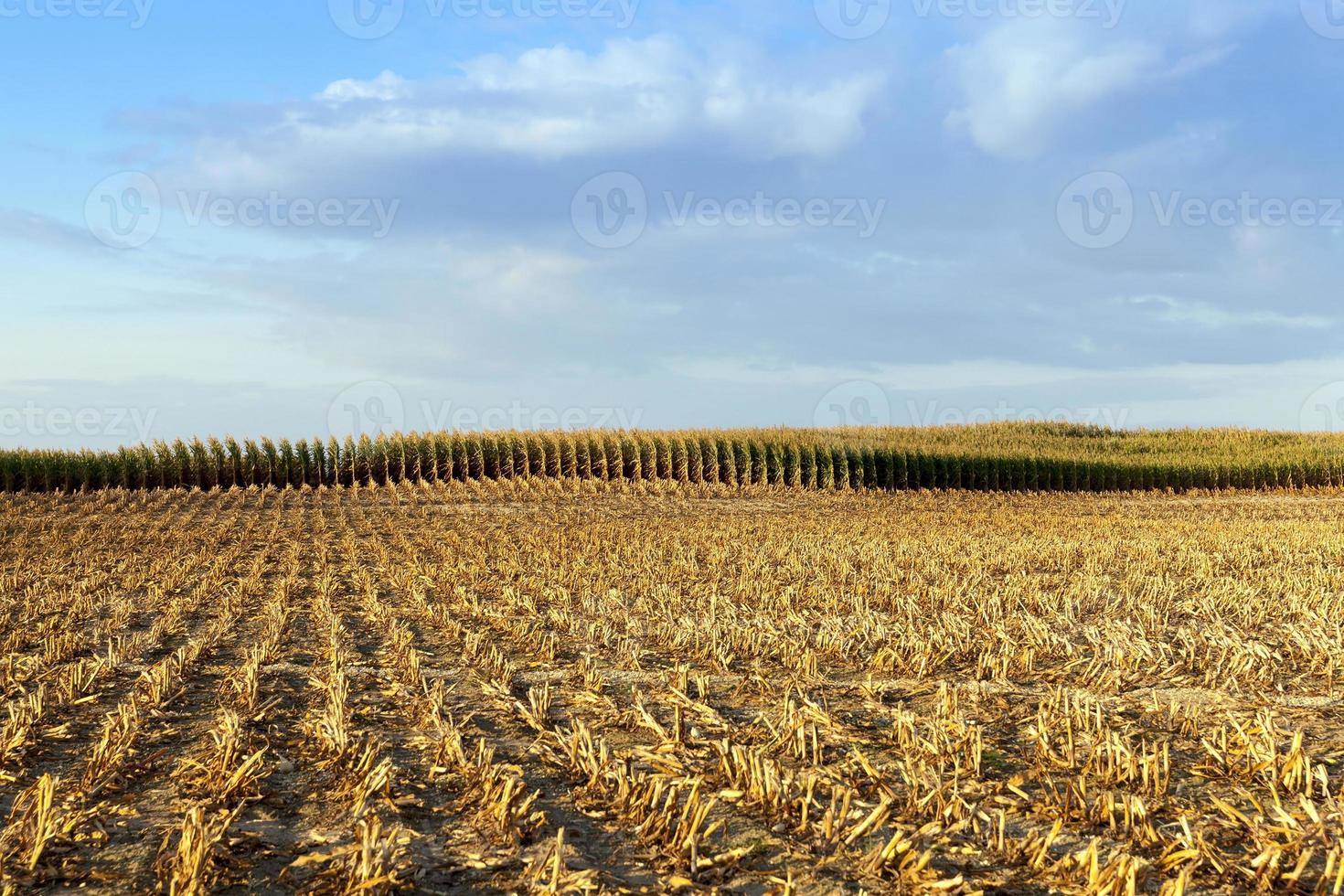 raccolto di mais maturo foto