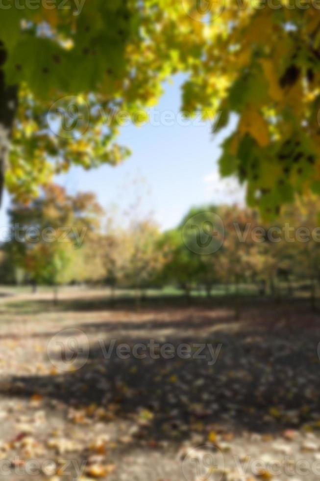 autunno nel parco foto