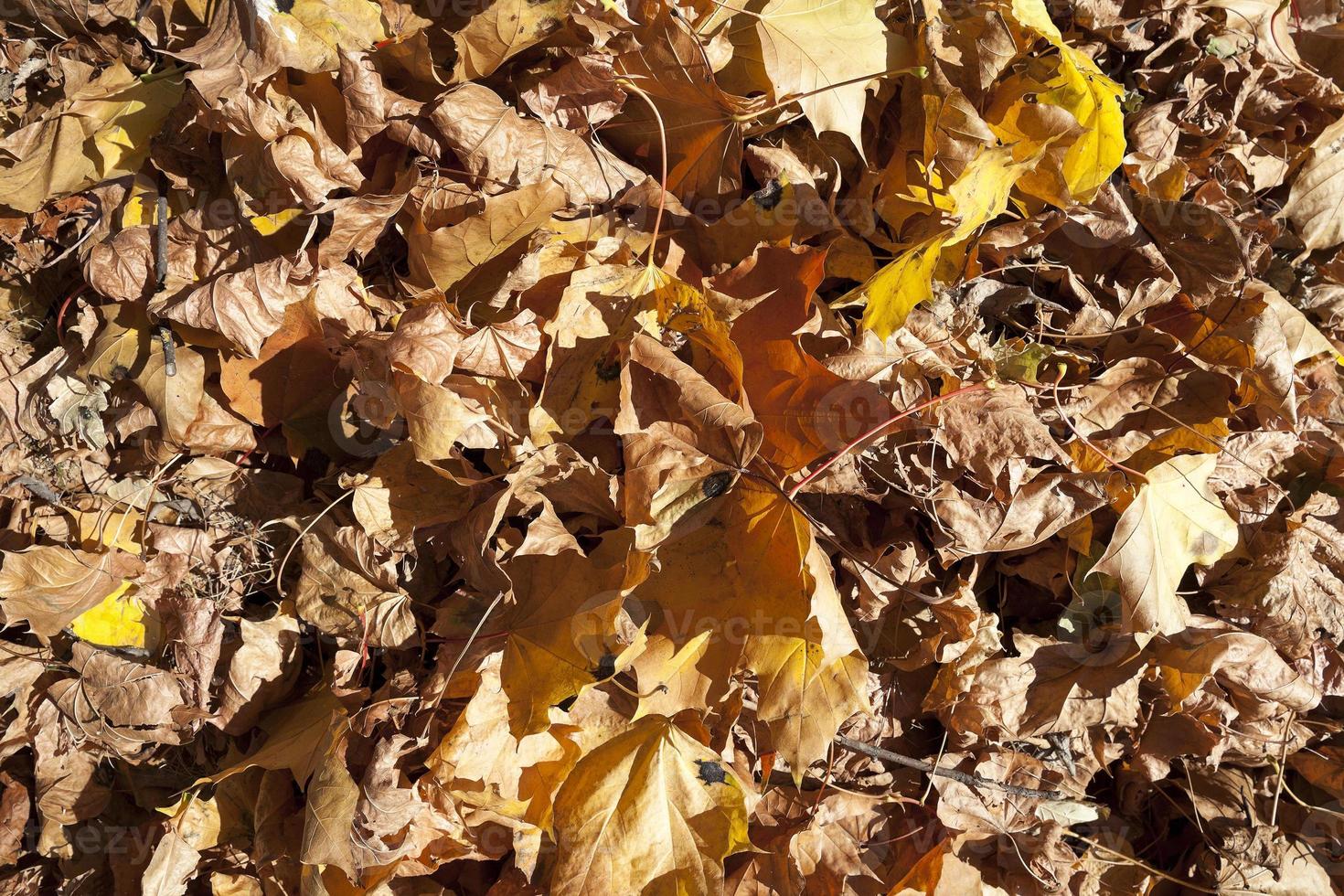 autunno nel parco foto