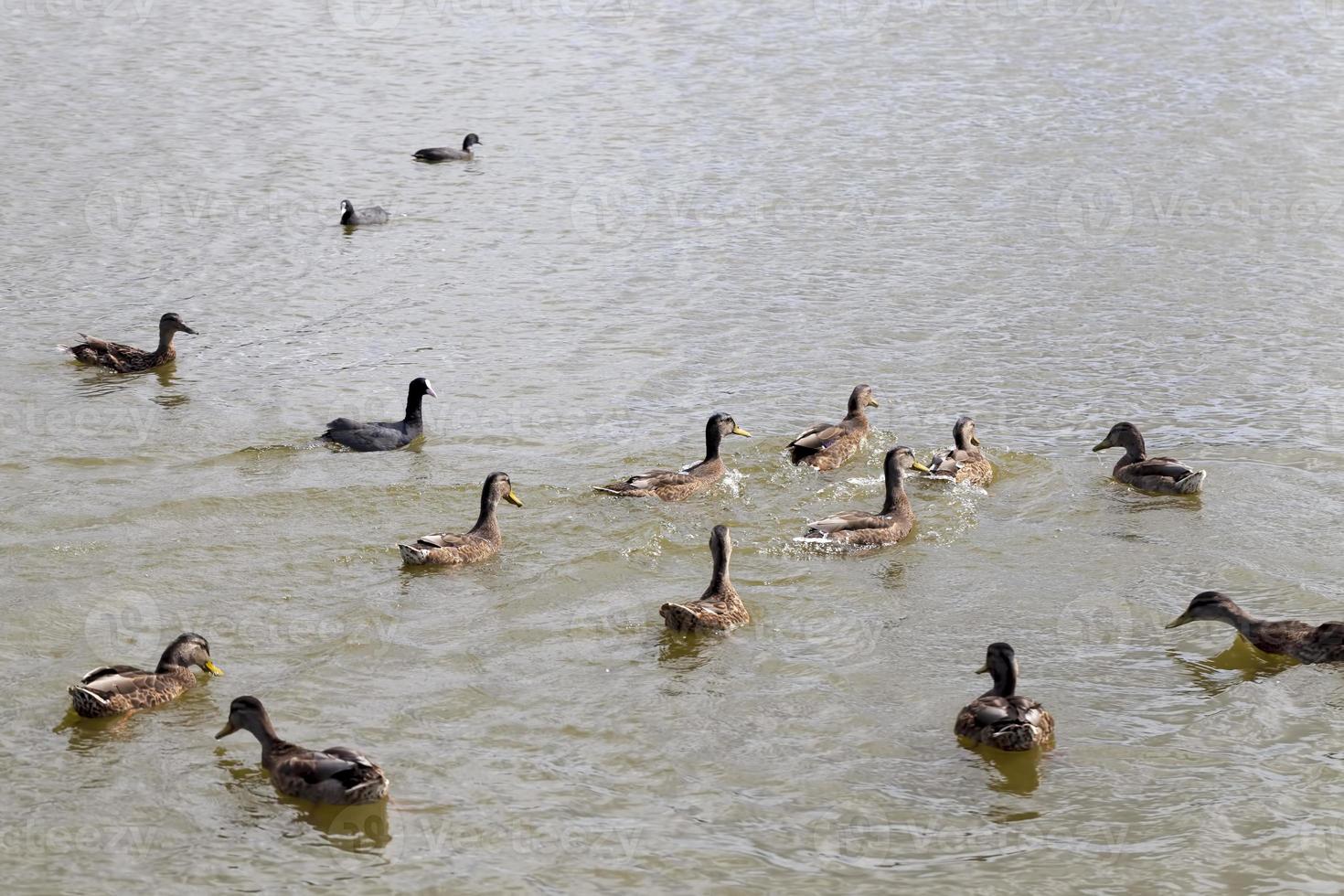 natura selvaggia con anatre di uccelli acquatici foto