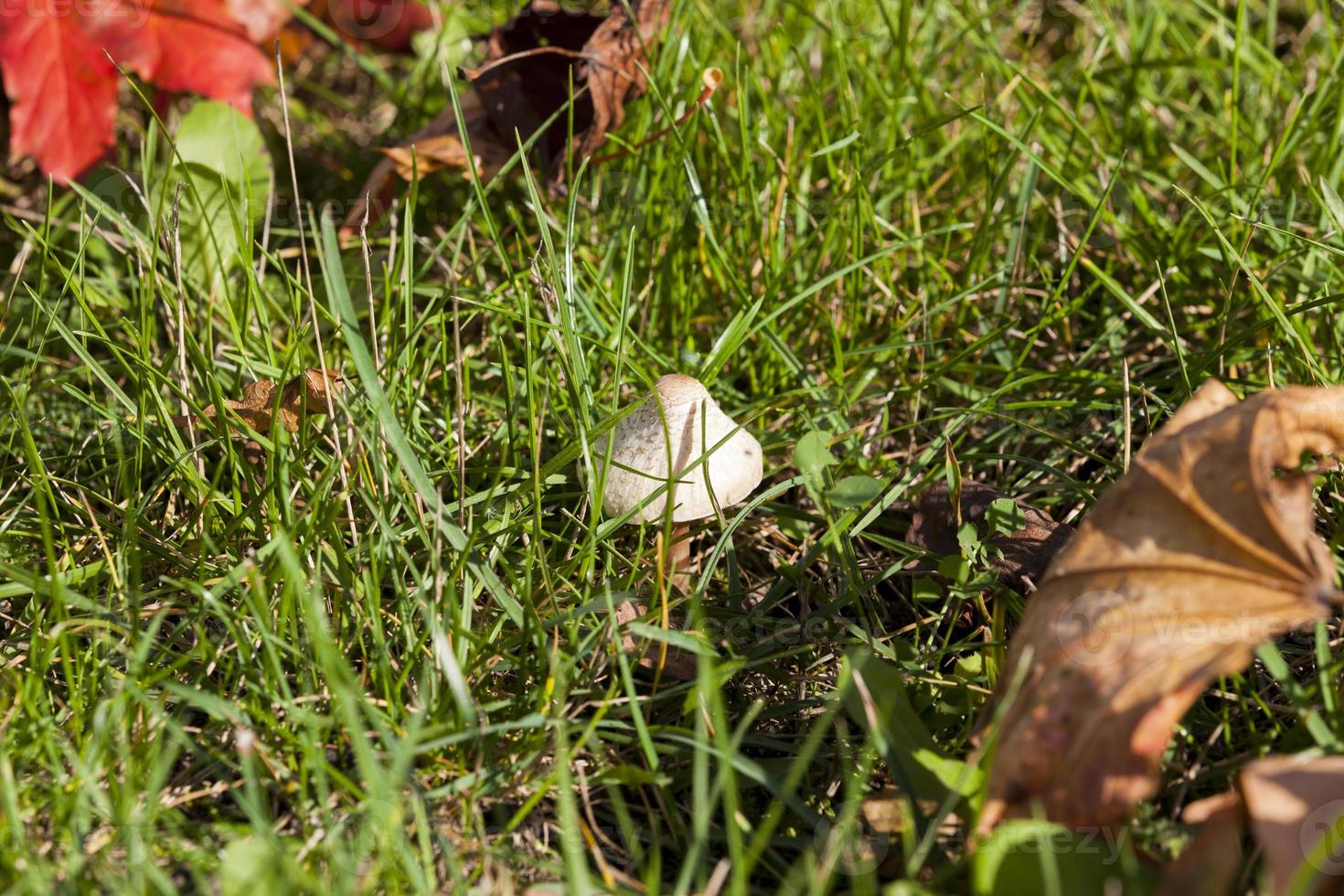 erba nella stagione autunnale foto