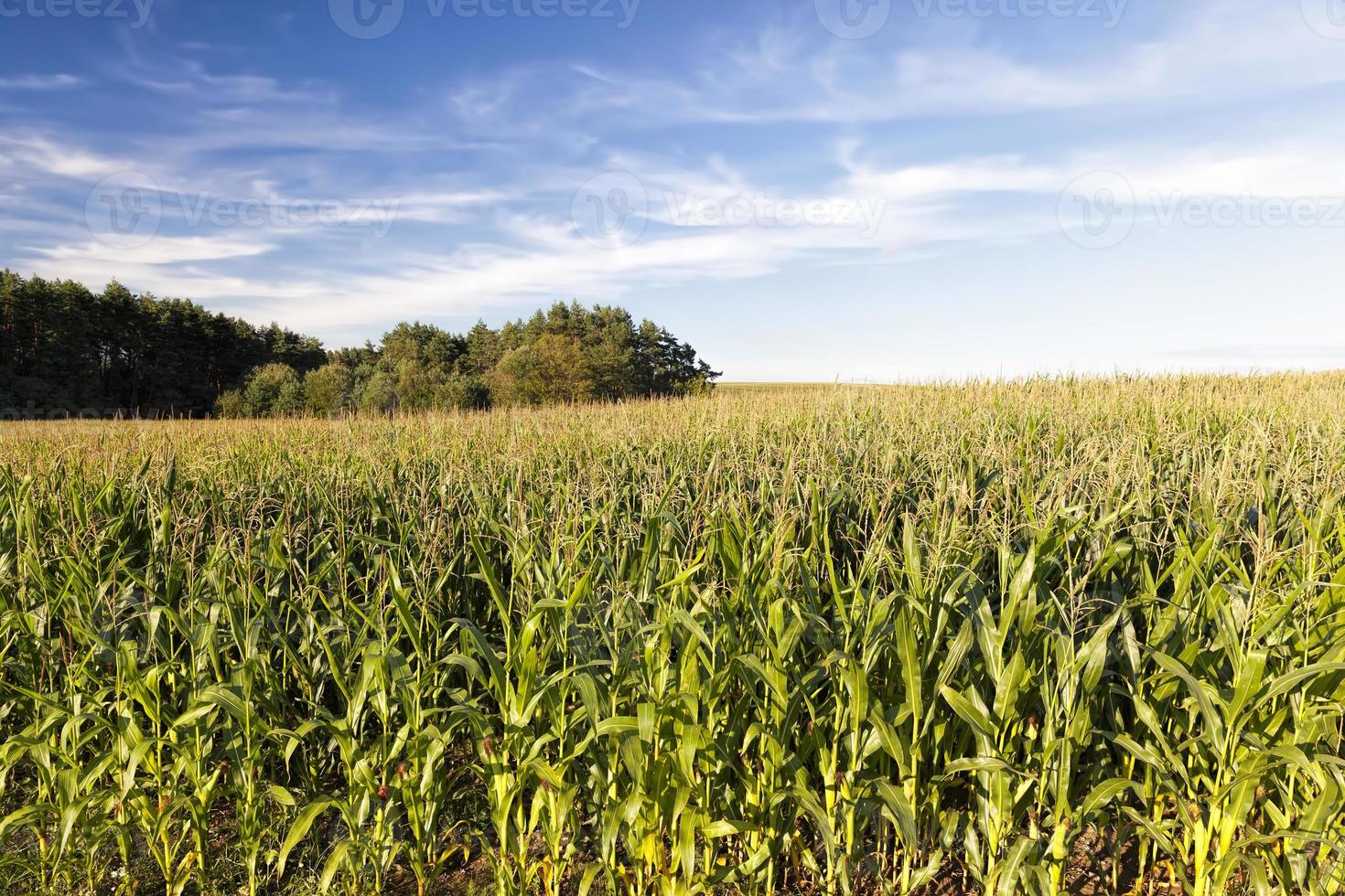 mais in un campo agricolo foto