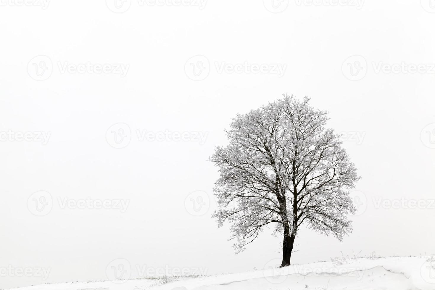 albero a foglie caduche senza foglie in inverno foto