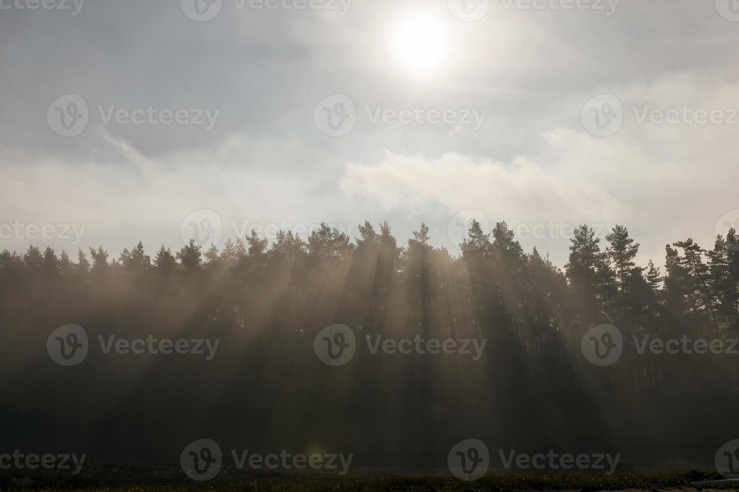 alberi al tramonto o all'alba foto