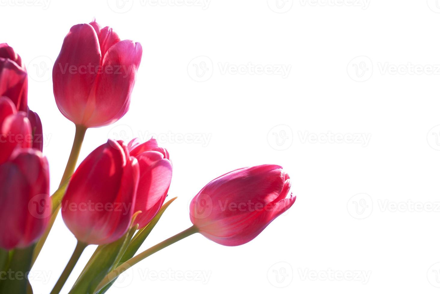 stretta di bouquet di tulipani isolato con spazio di copia foto