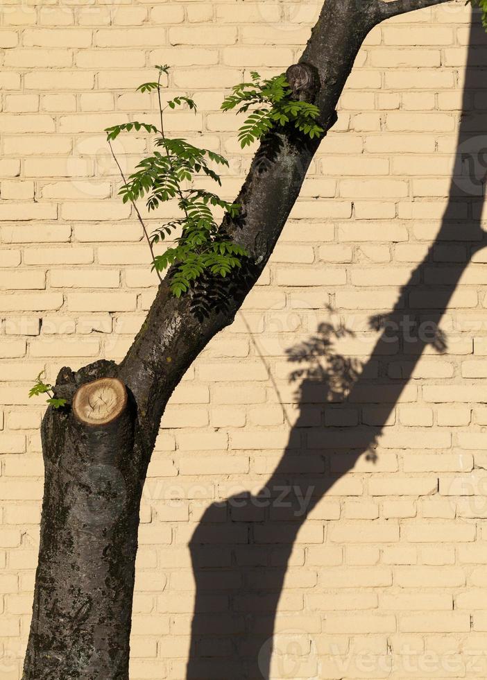 ombra sul muro foto