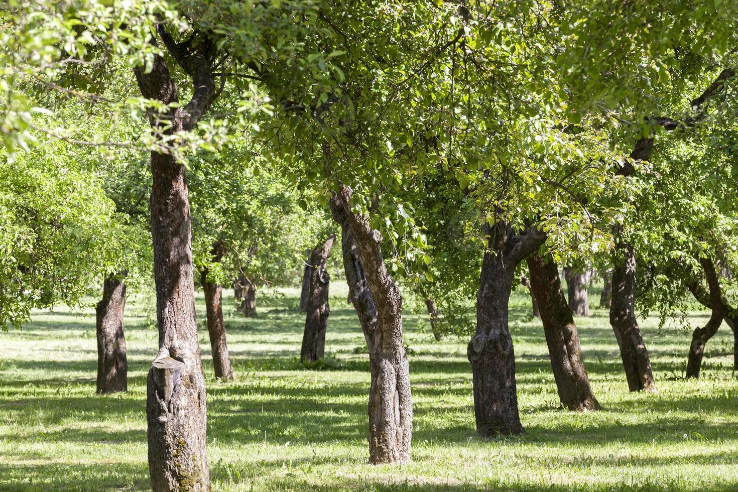 fila di alberi foto