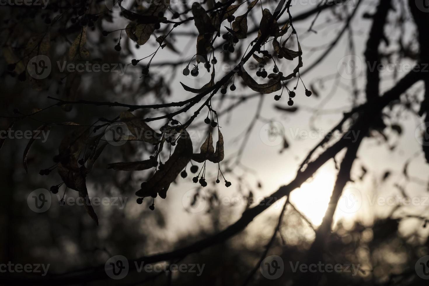 tiglio autunnale con fogliame foto