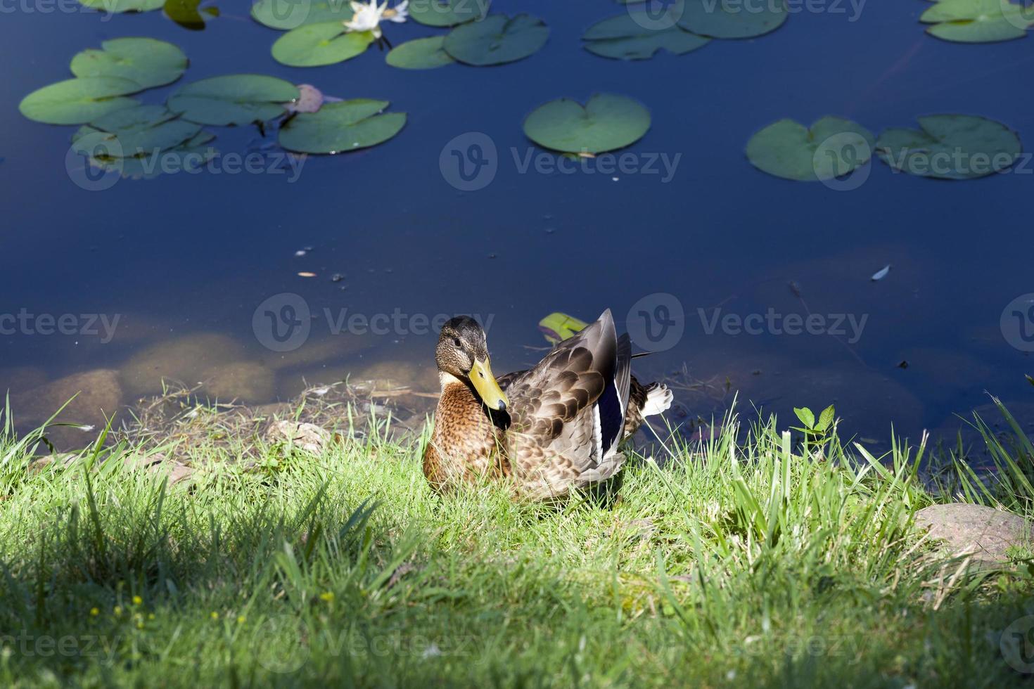 la giovane anatra riposo autunnale erba lago foto