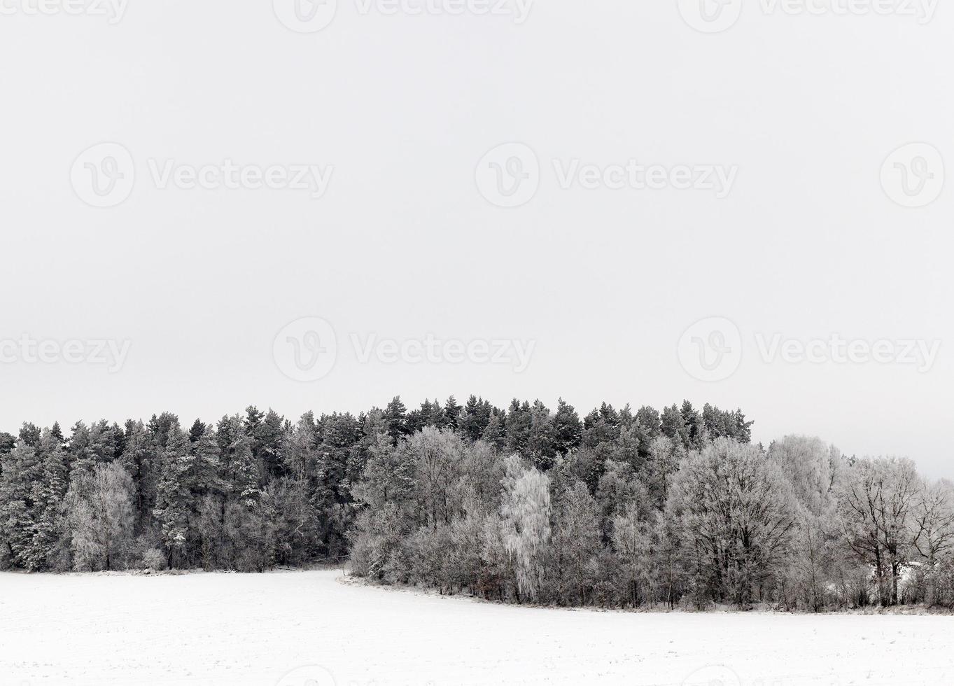 paesaggio invernale con foresta foto