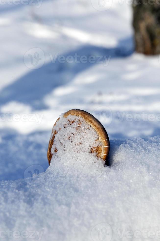 stagione invernale. foto