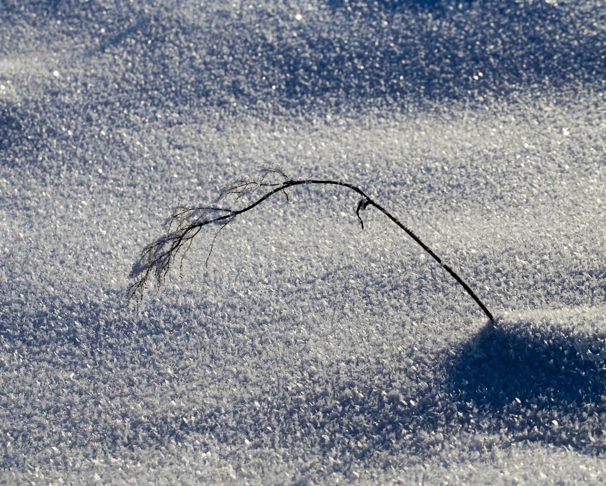 piantare in un gelo foto