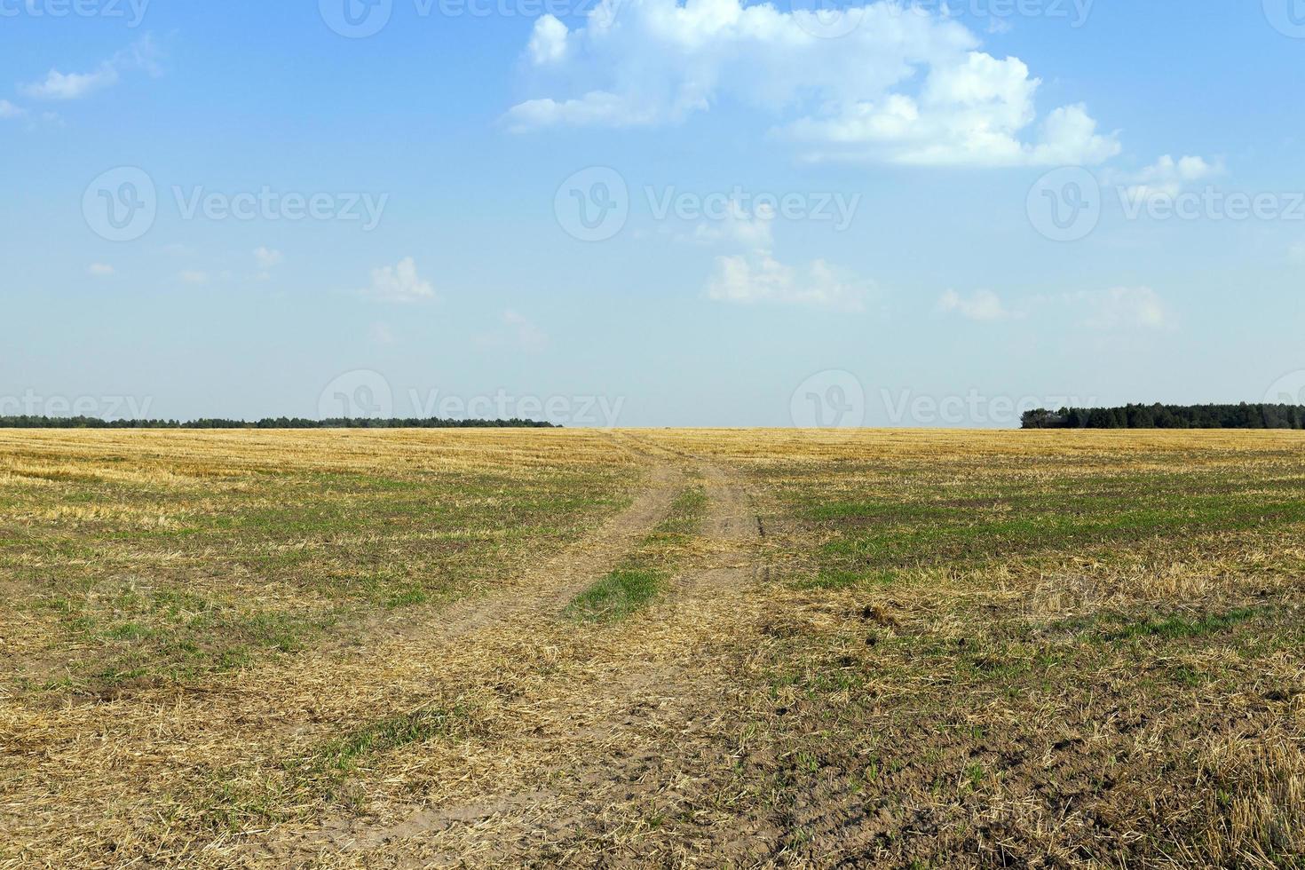 cereali da campo agricolo foto