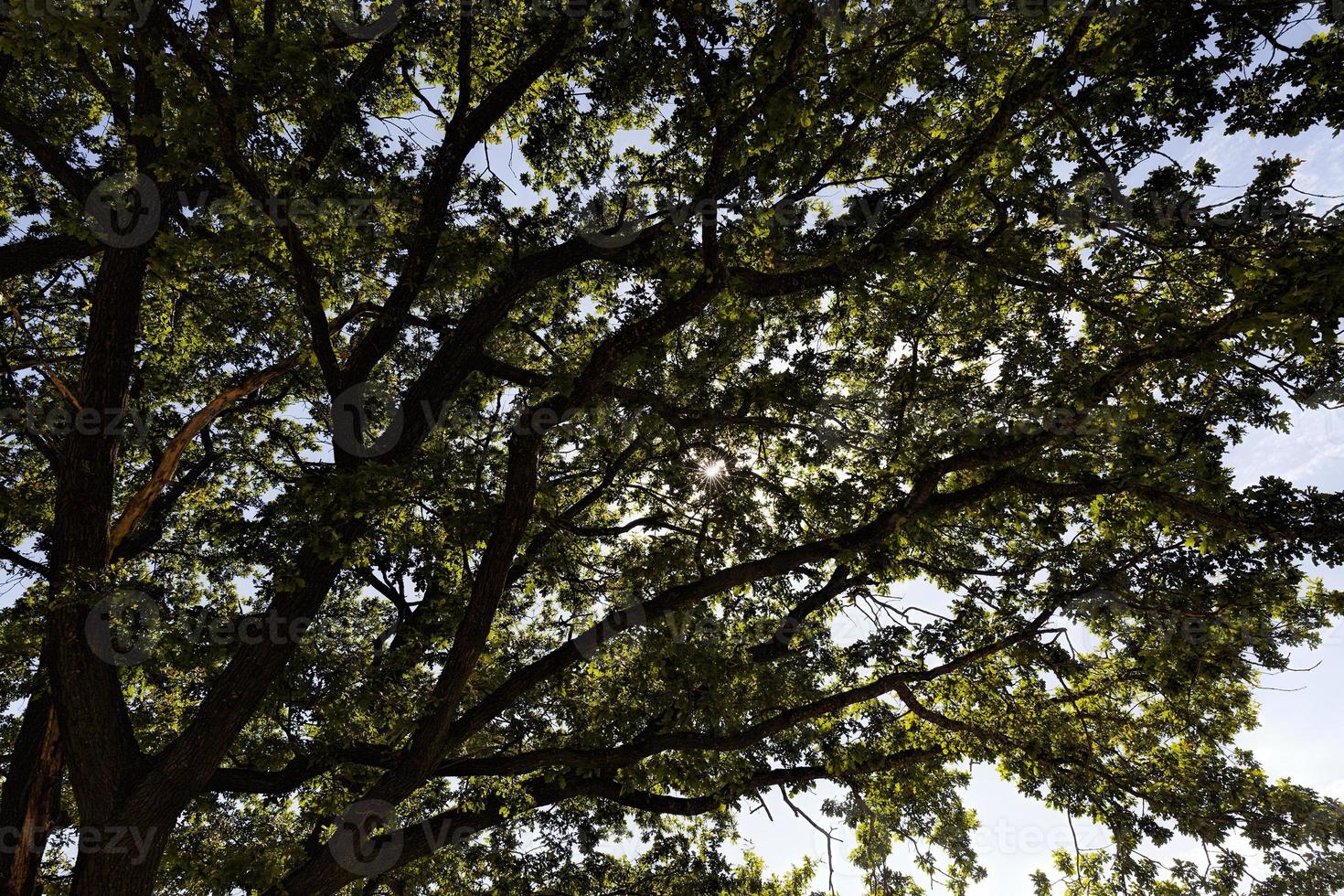 illuminata da una luce solare intensa, bella quercia verde foto