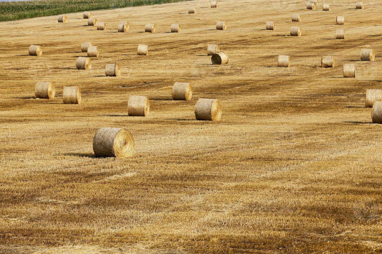 raccolta dei cereali foto