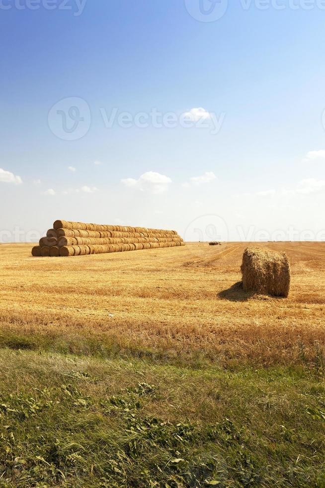 raccolta dei cereali foto