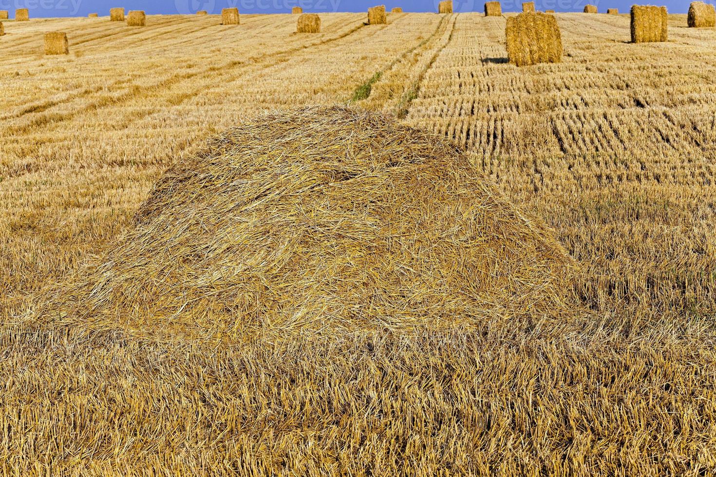 raccolta dei cereali foto