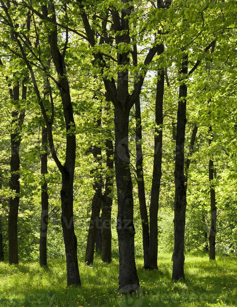 alberi d'estate foto