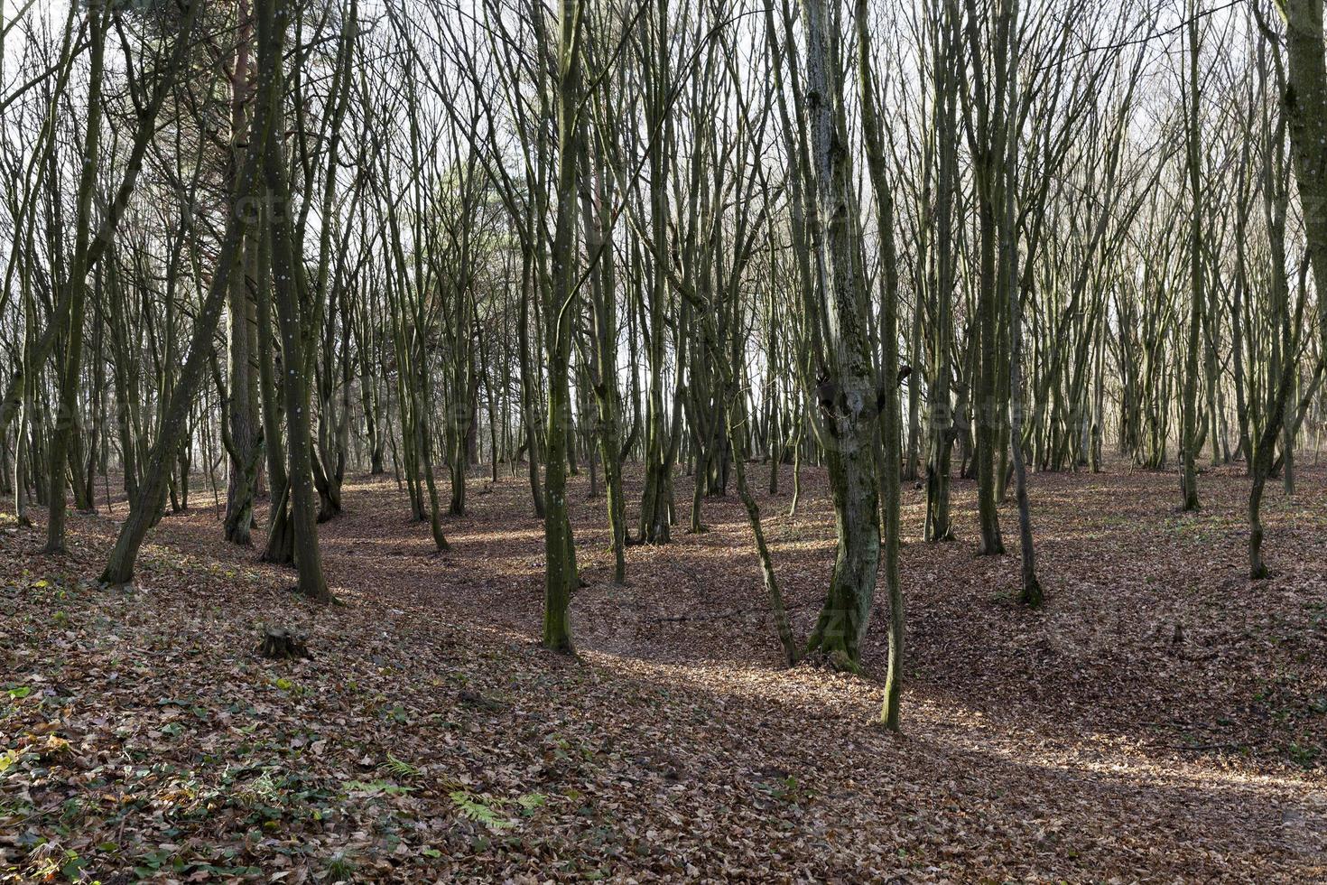 foresta di aceri in autunno foto