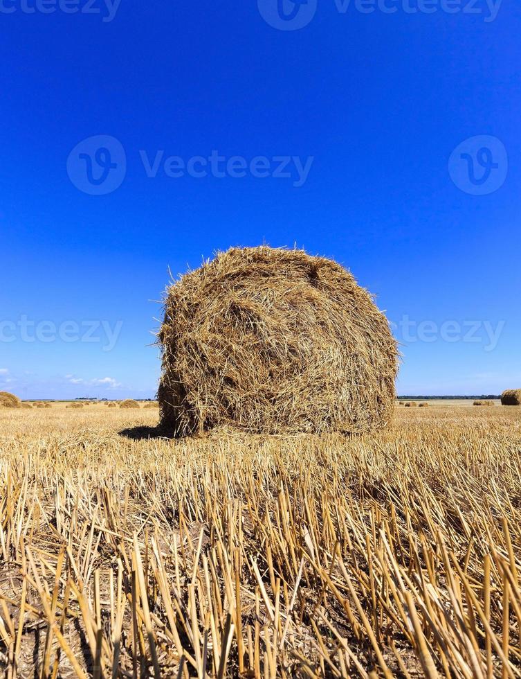 agricoltura, primo piano foto