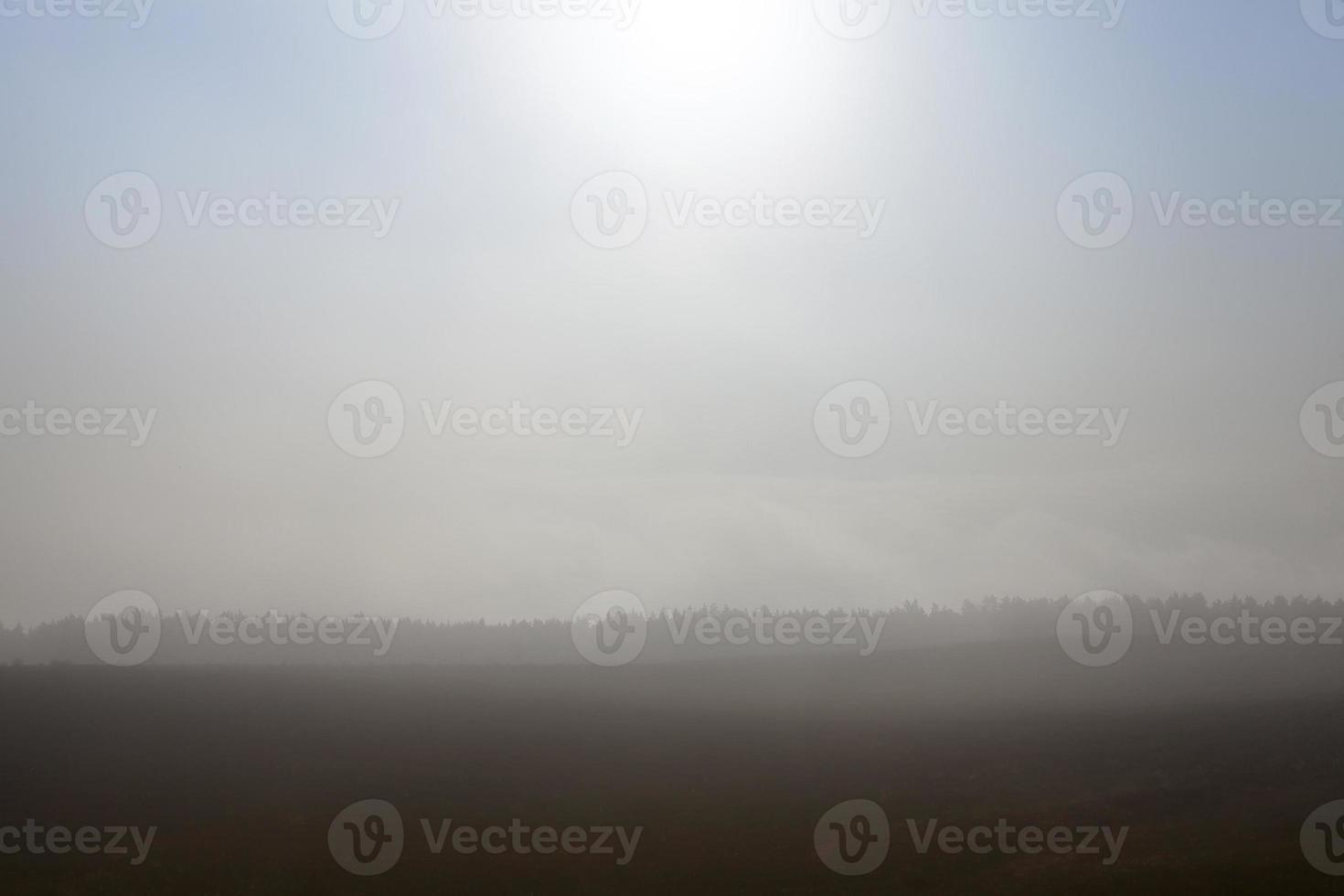 campo e alberi nella nebbia autunnale foto