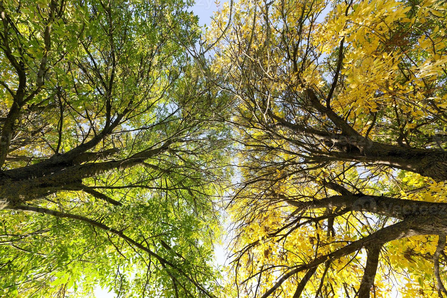 albero di colori autunnali foto