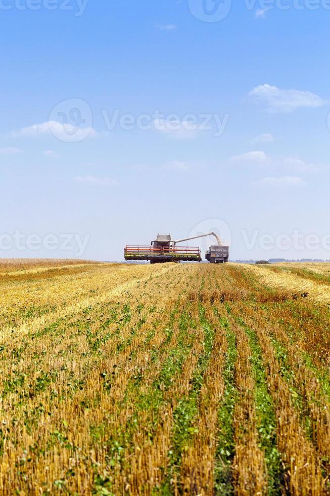 raccolta del grano, dei cereali foto