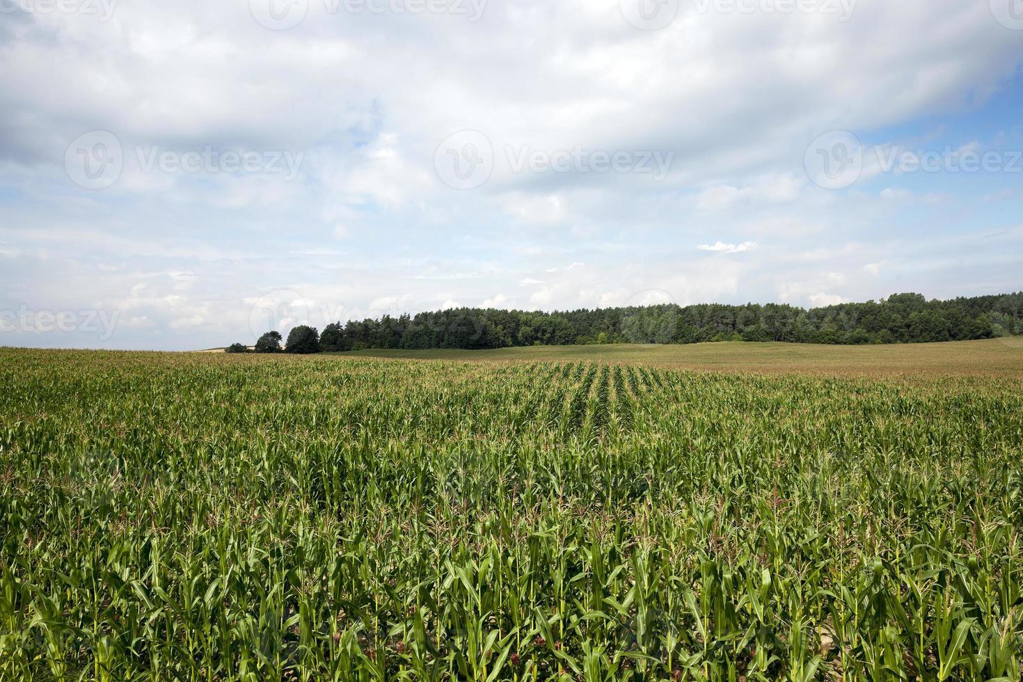 campo di grano, agricoltura foto